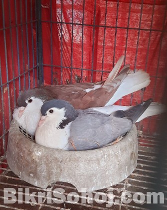 লাহোরি কবুতর রানিং জোড়া